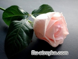 Роза, или шиповник Роза, или шиповник