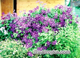 Клематис, или ломонос Клематис, или ломонос