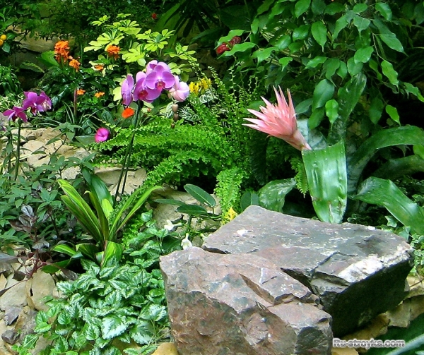 Оформление зимнего сада Оформление зимнего сада