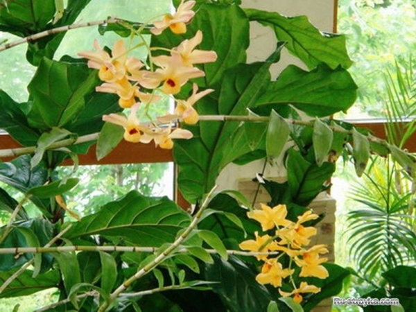 Растения для зимнего сада. Растения для зимнего сада.