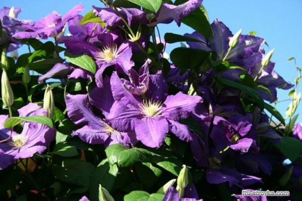 Клематис, или ломонос Клематис, или ломонос