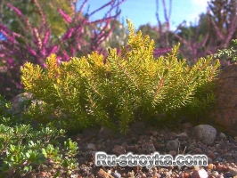 Садовые композиции из красивоцветущих кустарников Садовые композиции из красивоцветущих кустарников