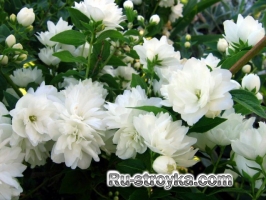 Чубушник, или садовый жасмин Чубушник, или садовый жасмин