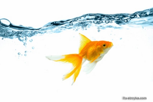 Обычная пресная вода Обычная пресная вода