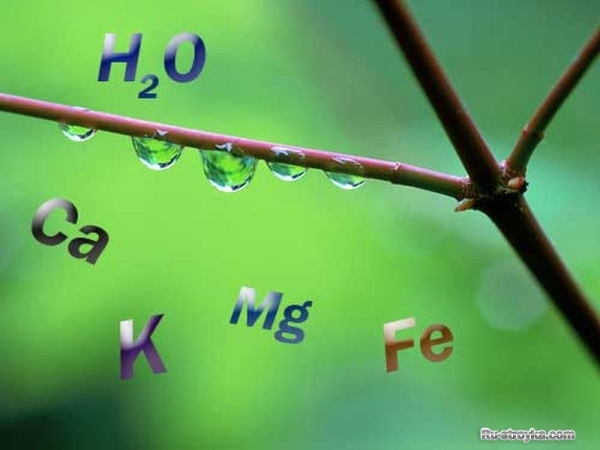 СОСТАВ ВОДЫ. СОСТАВ ВОДЫ.