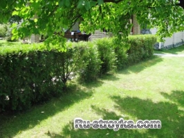 Папоротники для вашего сада Папоротники для вашего сада