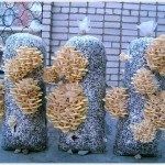 Вешенки, Шампиньоны, Лук