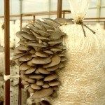 Вешенки, Шампиньоны, Лук