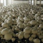Вешенки, Шампиньоны, Лук
