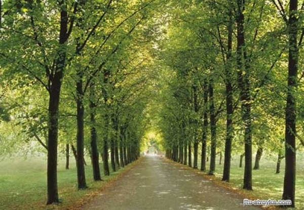 Фотообои на стену Фотообои на стену