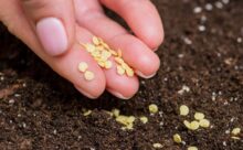 Как выбрать качественные семена: советы для успешного огородничества Как выбрать качественные семена: советы для успешного огородничества