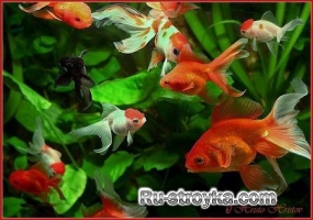 Рыбки в садовом пруду