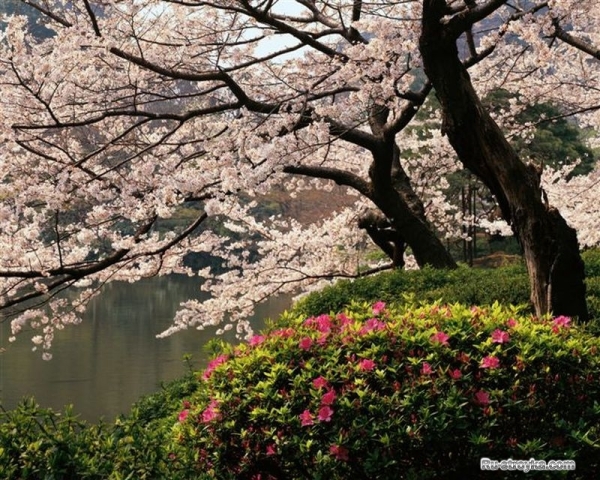 Фотообои на стену Фотообои на стену