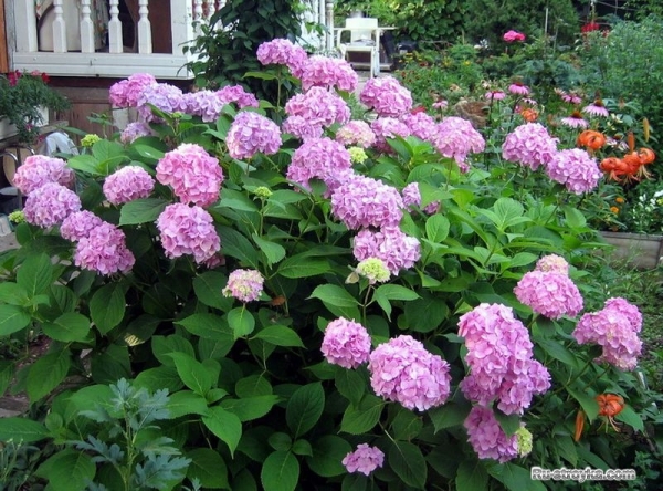 ГОРТЕНЗИЯ ГОРТЕНЗИЯ