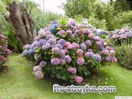 ГОРТЕНЗИЯ ГОРТЕНЗИЯ