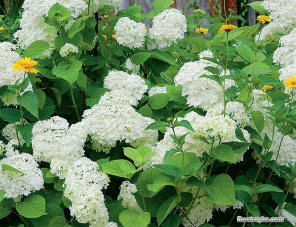 ГОРТЕНЗИЯ ГОРТЕНЗИЯ