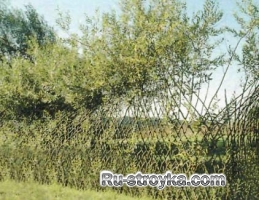 Живая изгородь двух- и трехрядная Живая изгородь двух- и трехрядная